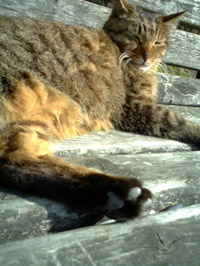 ベンチで猫が日向ぼっこ