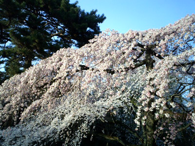 ３月２６日の御所、池のほとりのしだれ桜。