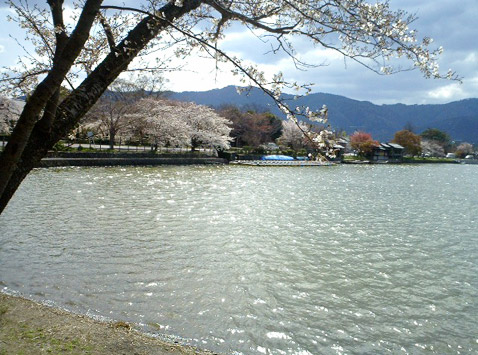 広沢池の桜