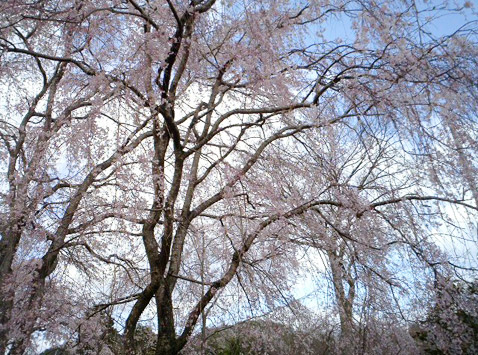 佐野藤右衛門さんの桜