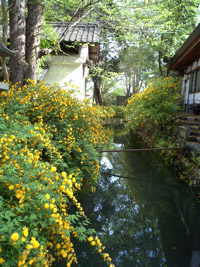 境内の黄色い山吹は満開