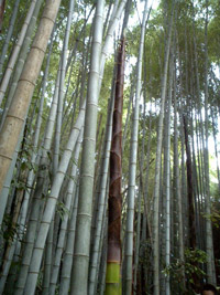 竹の子